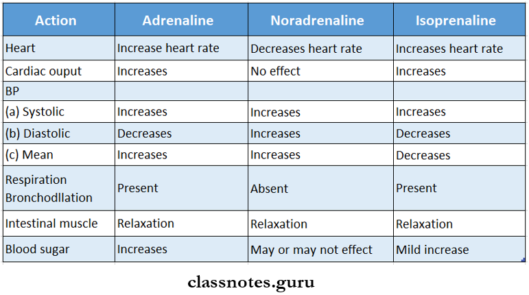 Adrenergic System Differences In Action Of Adrenaline, Noradrenaline And Isoprenaline