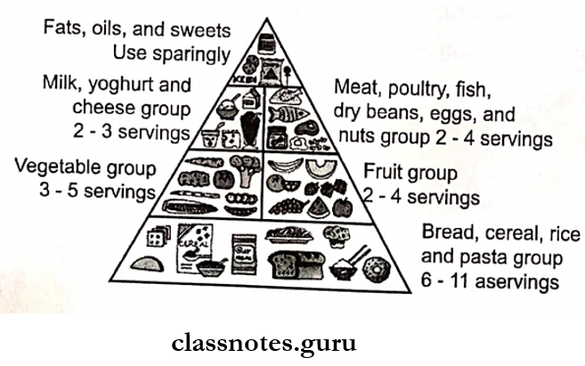 Development Of Dentition Food guide pyramid