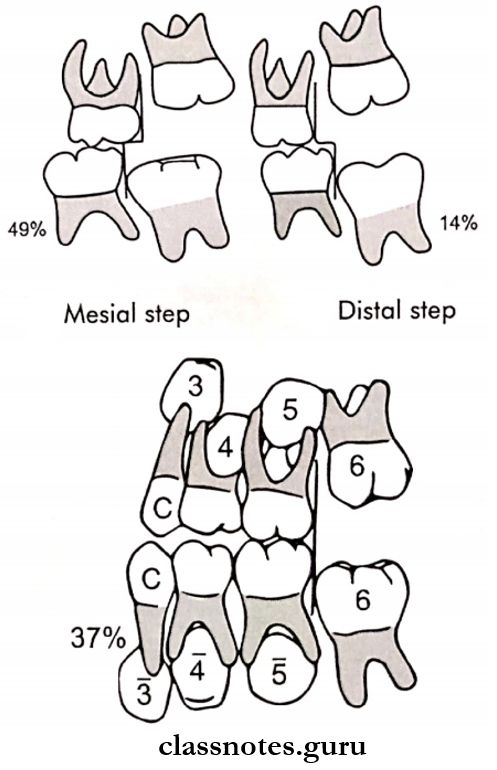 Development Of Dentition Mesual step, Distal step and Flush terminal planes