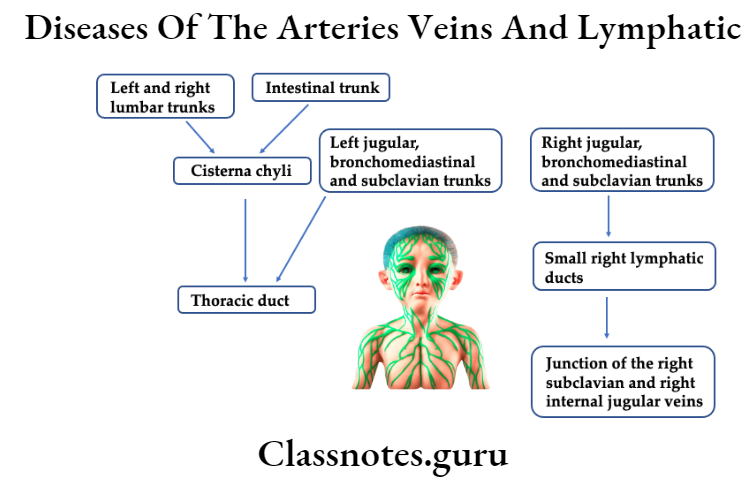 Diseases Of The Arteries Veins And Lymphatic Lymphatic System