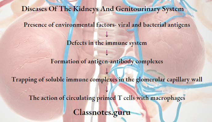 Diseases Of The Kidneys And Genitourinary System Pathogenesis