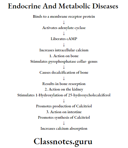 Endocrine And Metabolic Diseases Calcium Homeostasis Mechanism