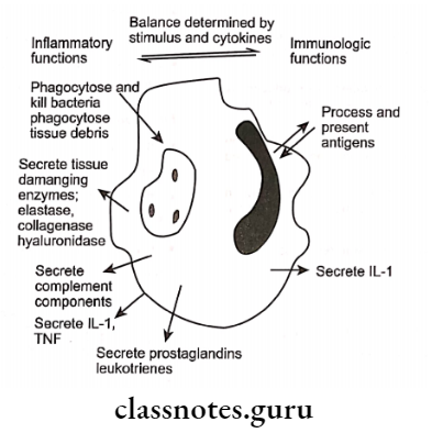 Host Response - Basic Concepts Functions of macrophage in periodontal tissues