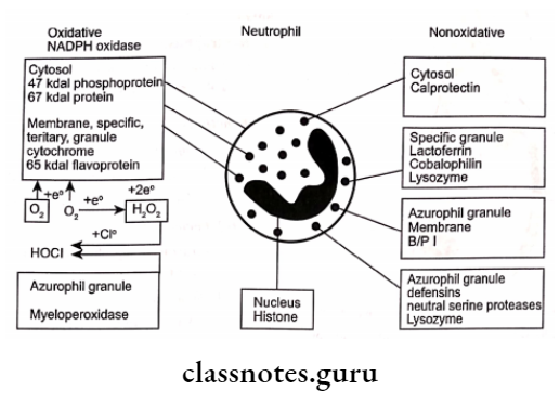 Host Response - Basic Concepts Neutrophil Oxidative and non oxidative