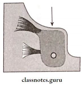 Impression And Mouth Preparation - Class Notes