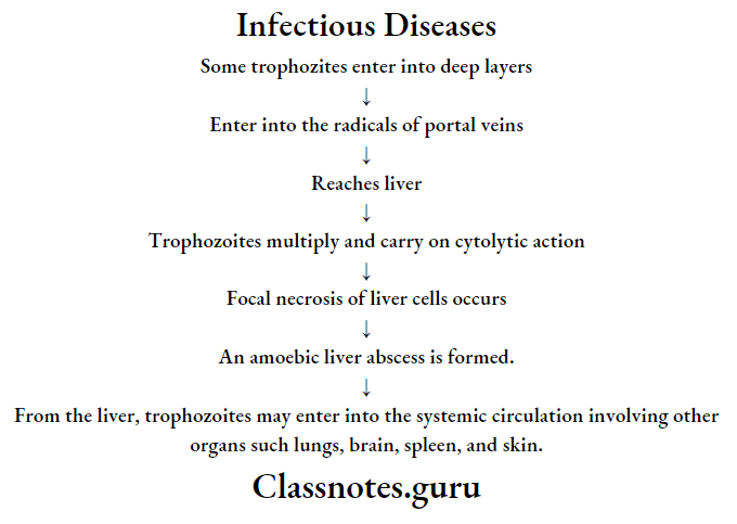 Infectious Diseases Primary or intestinal amoebiasis