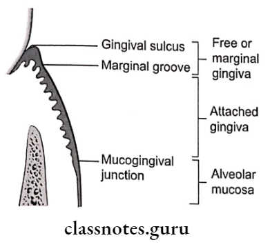 Normal Periodontium Anatomic land marks of gingiva.