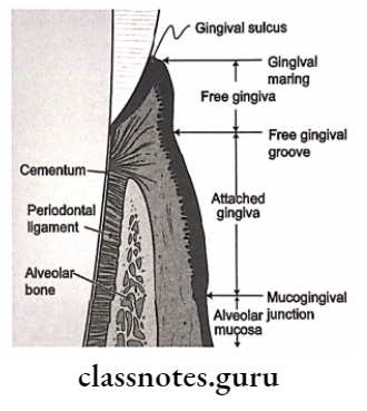 Normal Periodontium Functions of periodontal ligament.