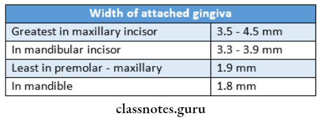 Normal Periodontium Significance of width of attached gingiva.
