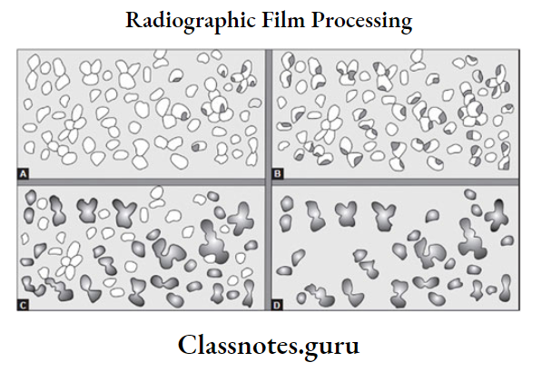 Oral Radiology Film Processing Schematic of distribution of silver halide grains
