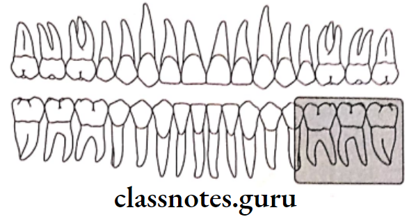 Oral Radiology Intraoral Radiographic Techniques A Image field The projection should show the three mandibular molars