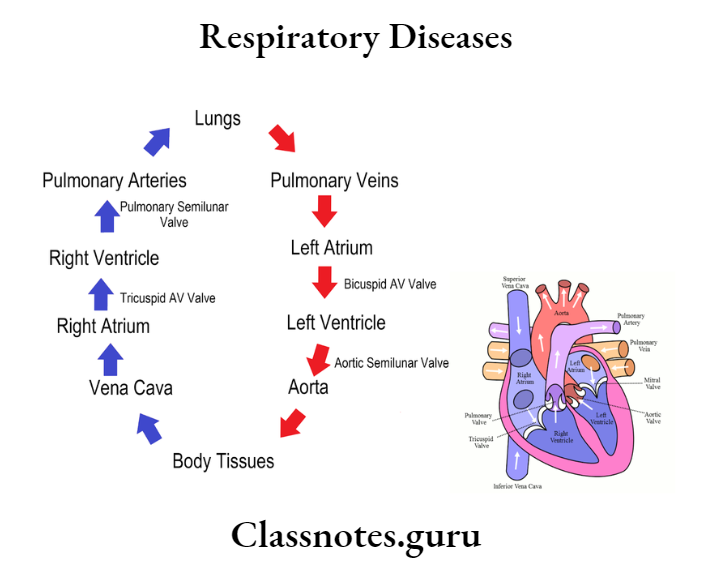 Respiratory Diseases Blood Ciruculation In Heart