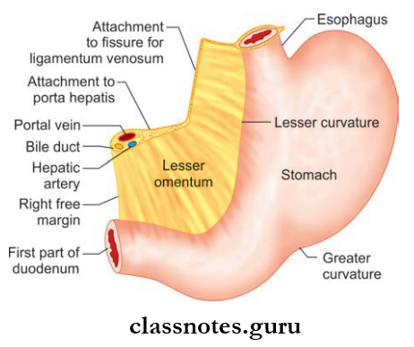 Abdominal Cavity And Peritoneum Arrangement Of The Lesser Omentum