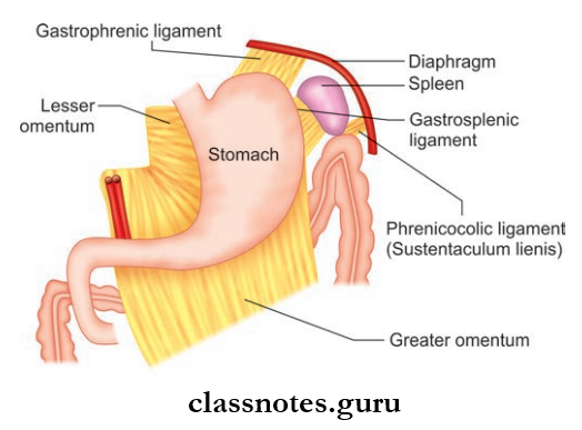 Abdominal Cavity And Peritoneum Peritoneal Folds Attached To The Stomach