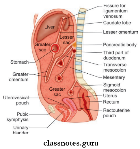 Abdominal Cavity And Peritoneum Sagittal Section Of Abdominal And Pelvic Cavities In Female To Show Peritoneal Sacs, Folds And Pouches