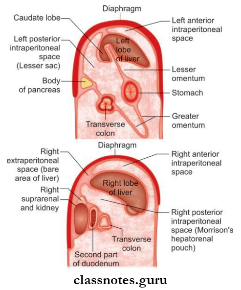 Abdominal Cavity And Peritoneum Subphrenic Spaces In Relation To Liver