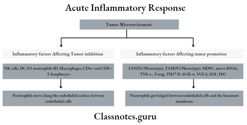Acute Inflammatory Response Tumor Microenviroment