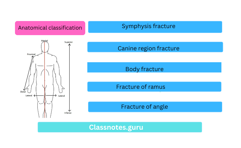 Anatomical classification