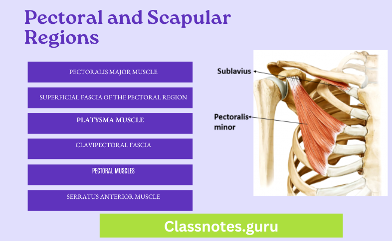 Anatomy of the Pectoral and Scapular Regions Question And Answers