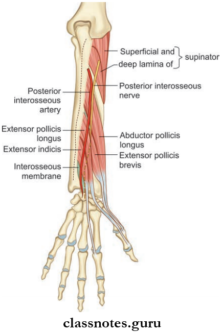 Antebrachium Or Forearm DFetails Of Deep Muscles Of The Externsor Compartment Of Forearm