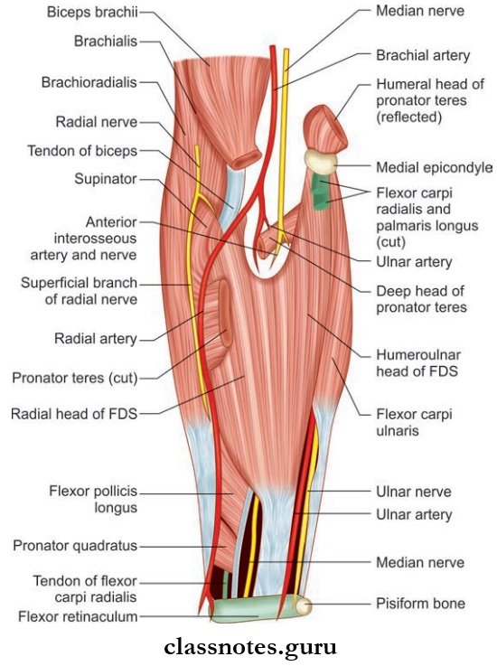 Antebrachium Or Forearm Deeper Contents Of Anterior Compartments Of Forearm After Reflection Of Superficial Muscles