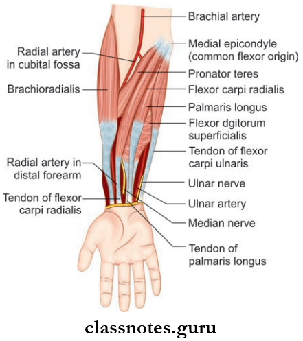 Antebrachium Or Forearm Four Superfiial Muscles In The Anterior Compartment Of Forearm Arising From Common Fix Or Origin On Medial Epicondyle