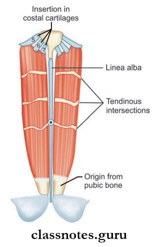 Anterior Abdominal Wall Attachments Of Rectus Abdominis Muscles