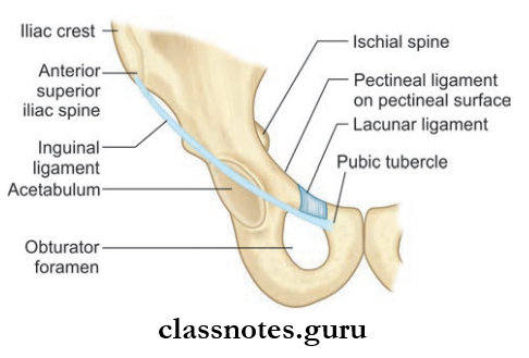 Anterior Abdominal Wall Inguinal Ligament And Some Related Structures