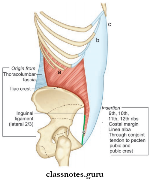 Anterior Abdominal Wall Lateral View Of The Trunk To Show The Attachments Of The Internal Oblique Muscle Of The Abdomen