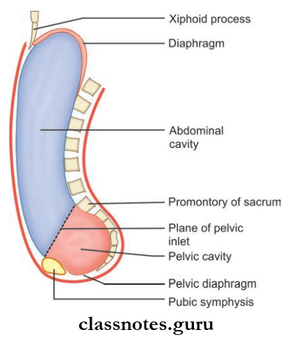 Anterior Abdominal Wall Sagittal Section Showing Abdominopelvic Cavity