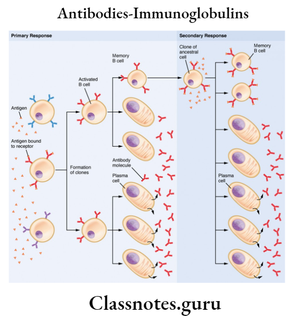 Antibodies-Immunoglobulins The adaptive Immune