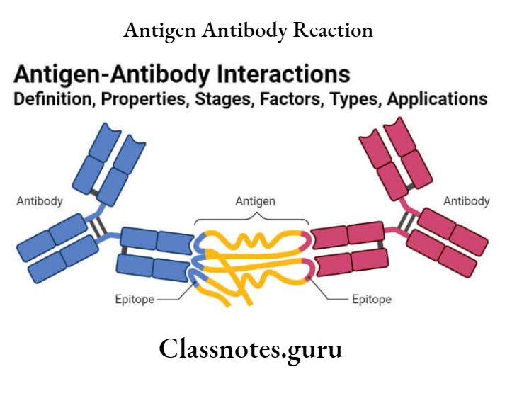 Antigen Antibody Reaction Antigen -Antibody interactions