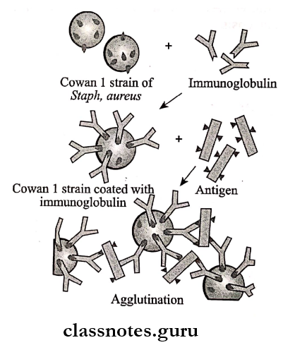 Antigen Antibody Reaction Coagglutination