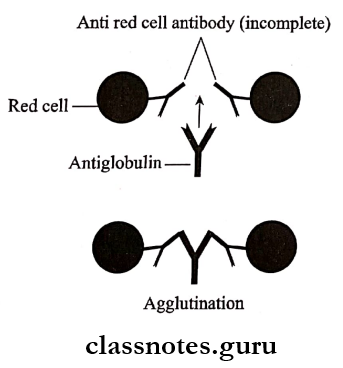 Antigen Antibody Reaction Coombs test