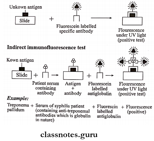 Antigen Antibody Reaction Direct and indirect immunofluorescence tests