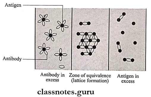 Antigen Antibody Reaction Lattice hypothesis