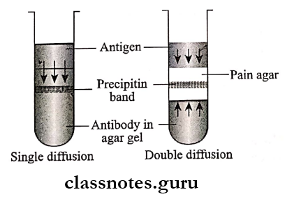 Antigen Antibody Reaction Single and double diffusion in one dimension