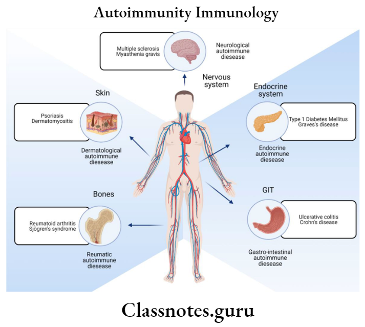 Autoimmunity Immunology Autoimmunity