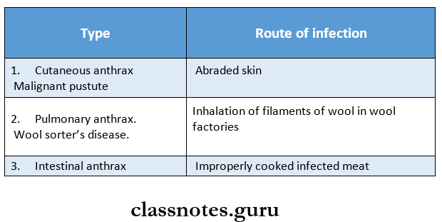 Bacillus Types of diseases causes by B. Anthracis