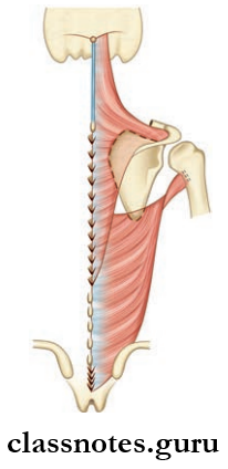 Back Of The Body Origin And Insertion Of Trapezius And Latissimus Dorsi Muscles