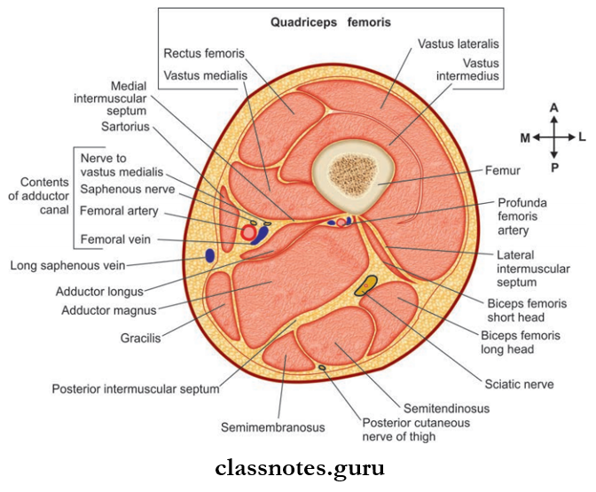 Back Of Thing Cross-section At The Level Of Midthigh To Depict Contents Of Osteofascial Compartments