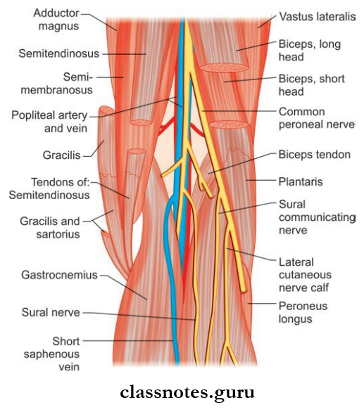 Back Of Thing Popliteal Fossa