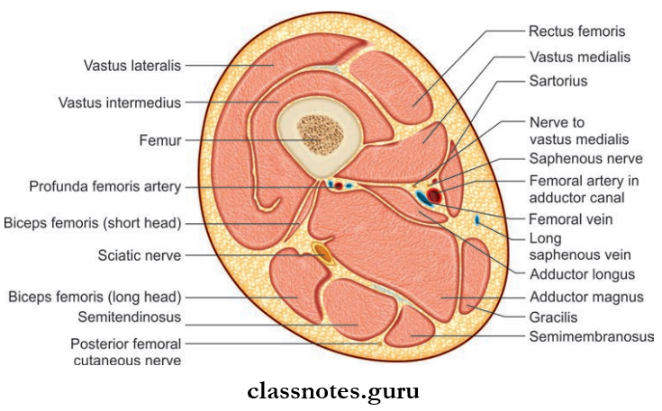 Back Of Thing Transverse Section Through The Middle Of Left Thigh