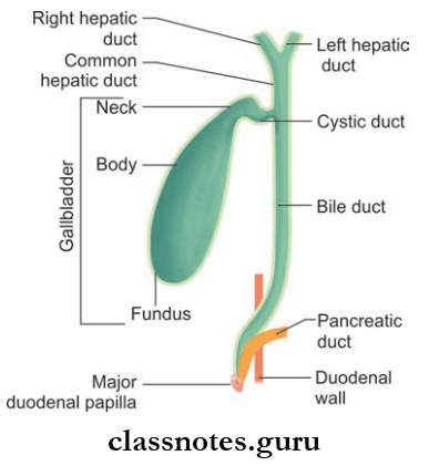 Biliary Apparatus Question And Answers - Class Notes