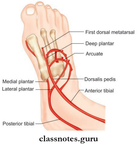 Blood Supply And Lymphatic Drainage Of Lower Limb Blood Dorsalis Pedis Artery