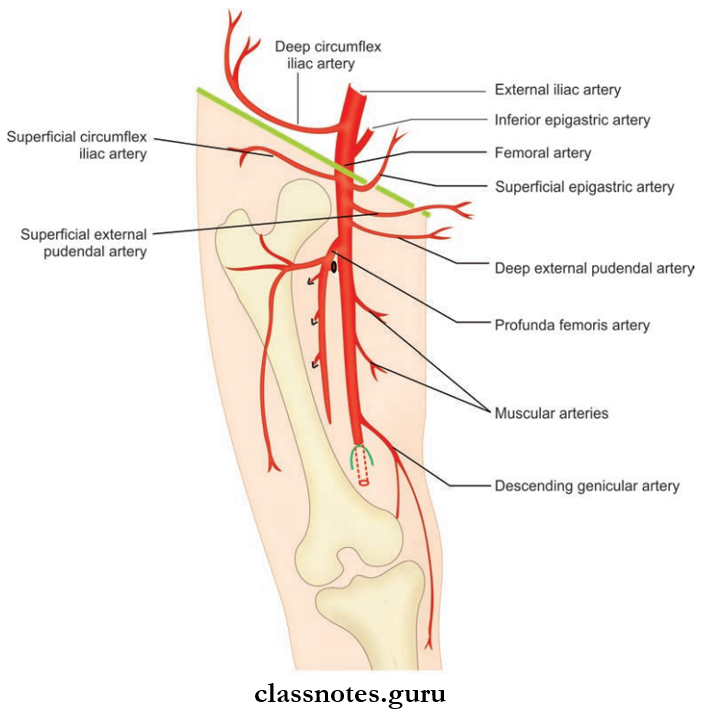 Blood Supply And Lymphatic Drainage Of Lower Limb Branches Of Femoral Artery