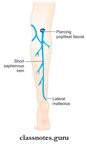 Blood Supply And Lymphatic Drainage Of Lower Limb Course Of Short Saphenous Vein