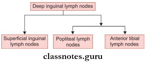 Blood Supply And Lymphatic Drainage Of Lower Limb Deep Inguinal Lymph Nodes