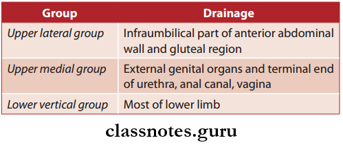 Blood Supply And Lymphatic Drainage Of Lower Limb Lymphatic Drainge Of Lower Limb