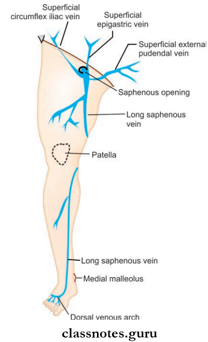 Blood Supply And Lymphatic Drainage Of Lower Limb Tributaries And Termonation Of Long Saphenous Vein
